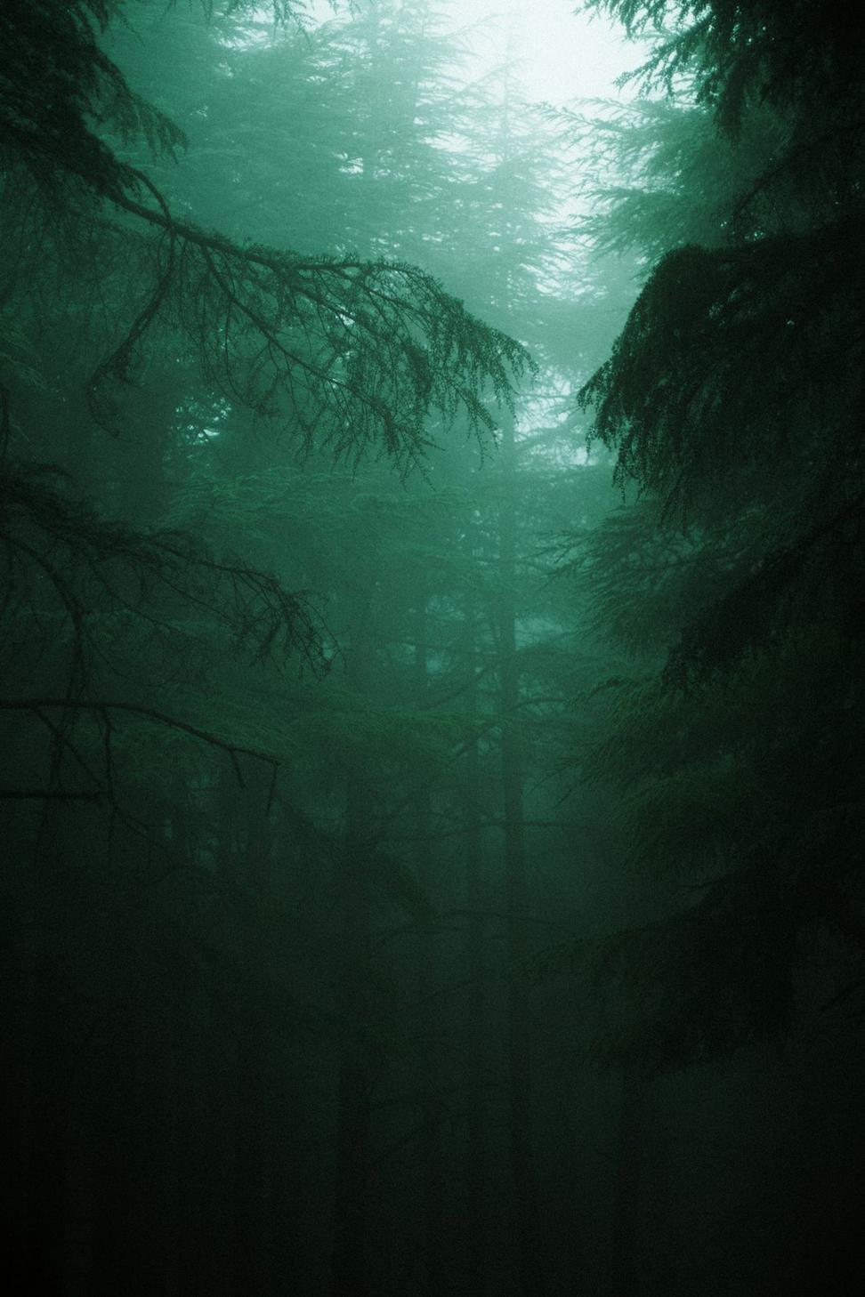 Dark forest background